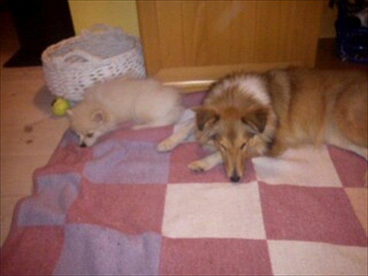 Shetland sheepdog Troldeskov's Golden Oline billede 4