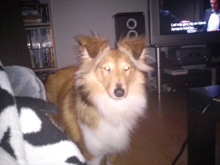 Shetland sheepdog Troldeskov's Golden Oline billede 5