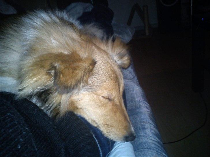 Shetland sheepdog Troldeskov's Golden Oline billede 6