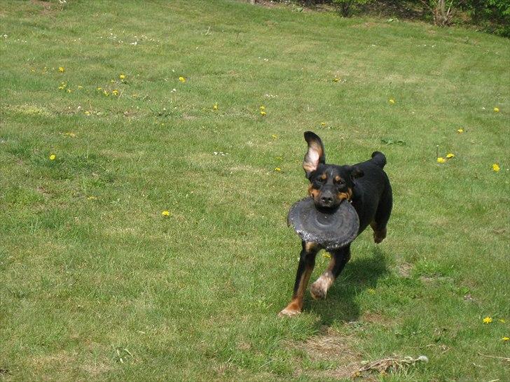 Blanding af racer Muffe billede 1