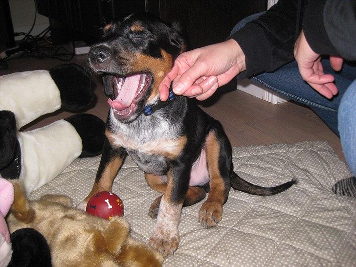 Blanding af racer Muffe billede 2