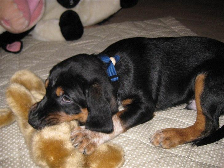 Blanding af racer Muffe billede 3