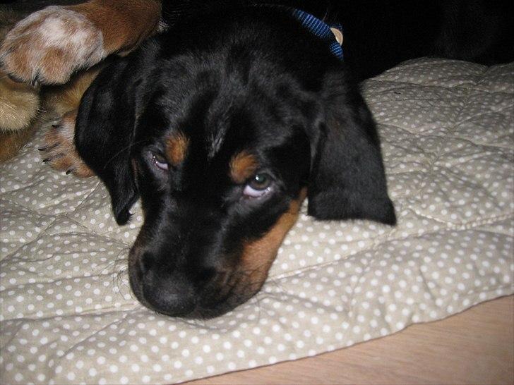 Blanding af racer Muffe billede 4