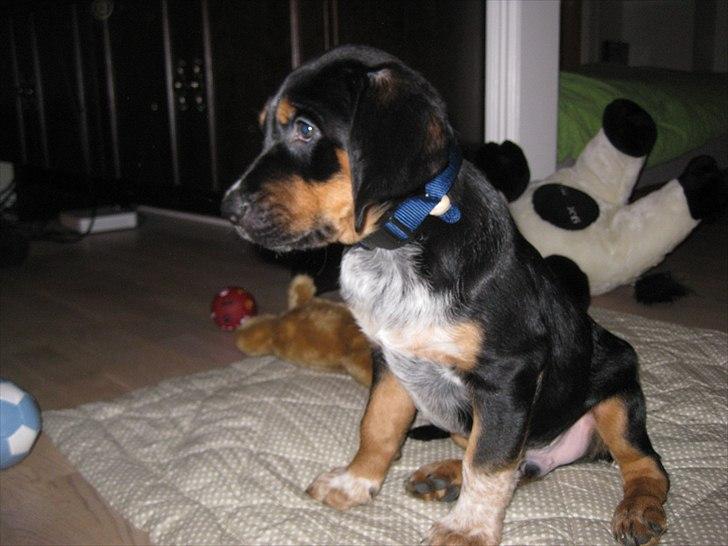 Blanding af racer Muffe billede 5