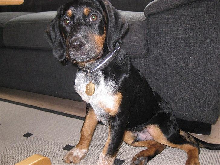 Blanding af racer Muffe billede 7