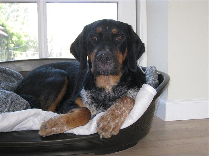 Blanding af racer Muffe billede 8