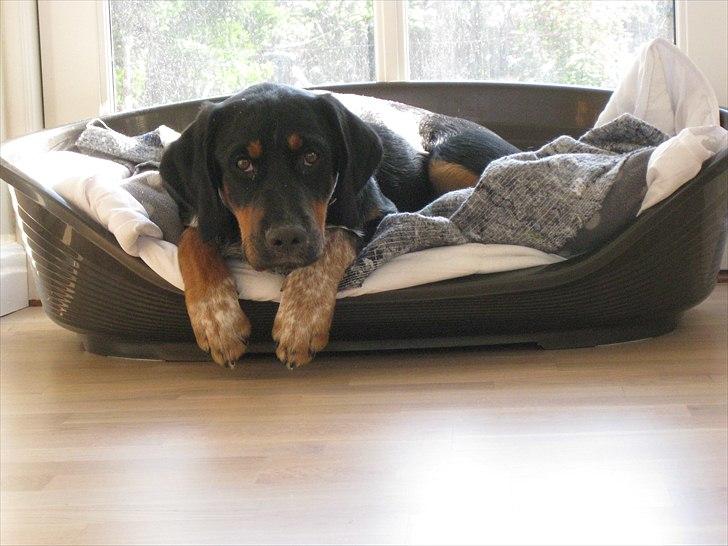 Blanding af racer Muffe billede 9