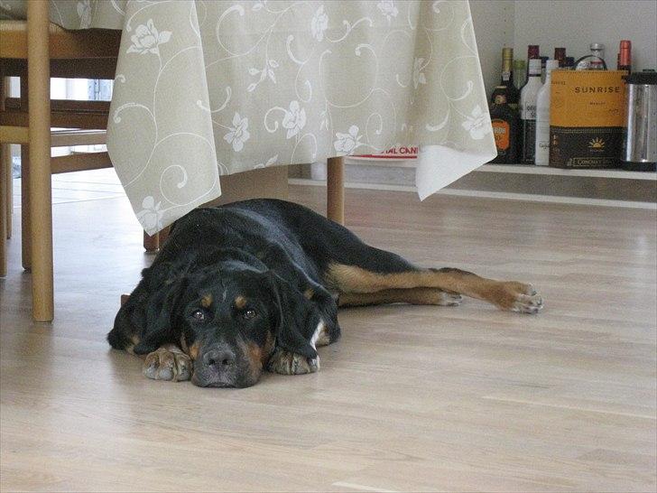 Blanding af racer Muffe billede 10