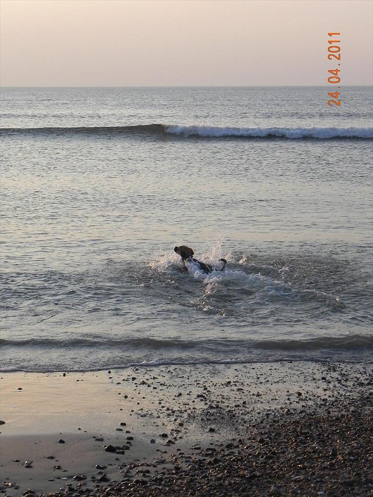 Blanding af racer Zora :-D<33 (Elsket!) billede 20