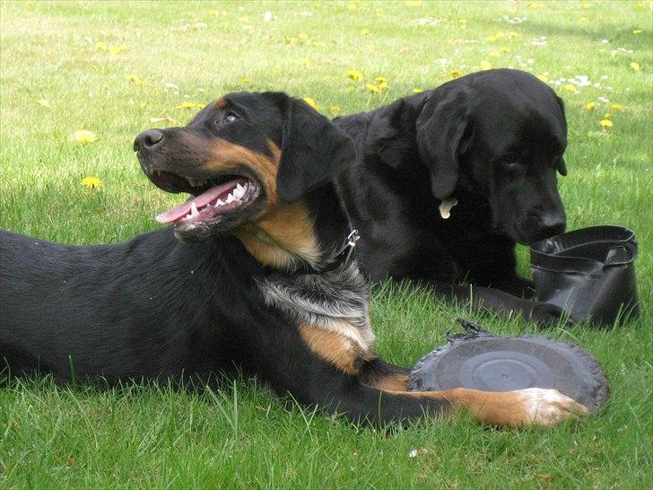 Blanding af racer Muffe billede 11