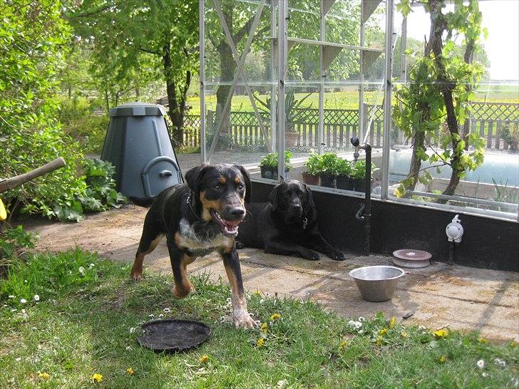 Blanding af racer Muffe billede 12