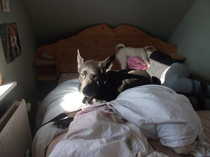 Schæferhund Rico billede 14