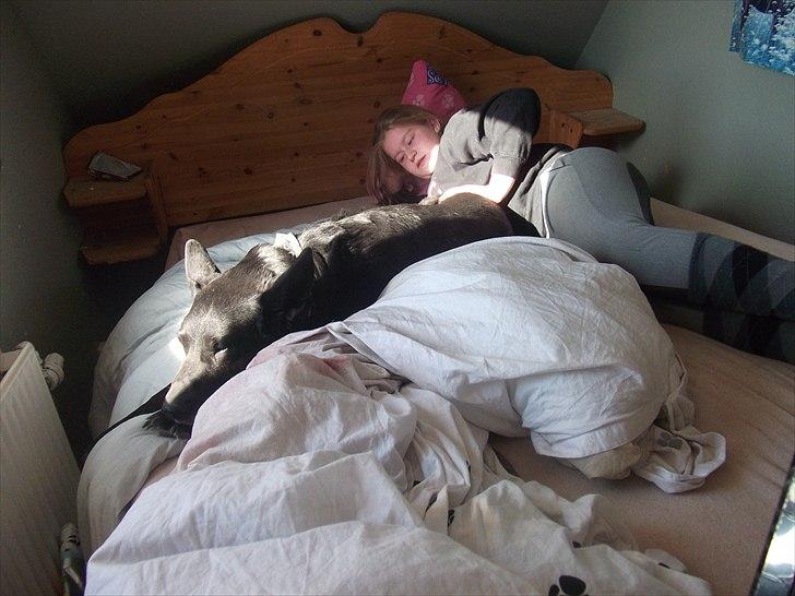 Schæferhund Rico billede 15