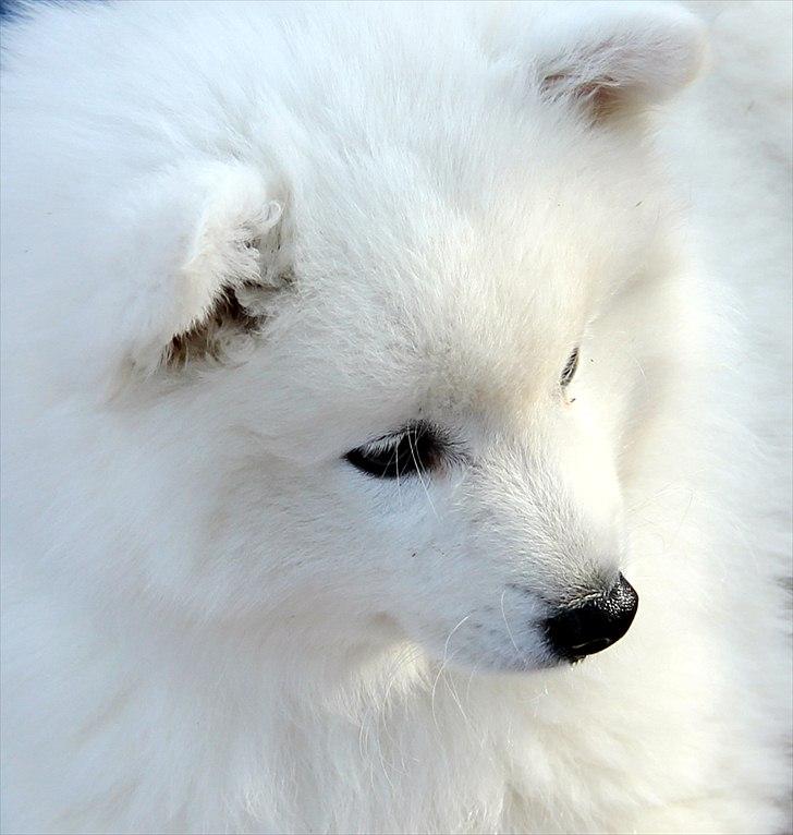 Japansk spids Balou - DK04506/2011 - iih hvor er jeg fin :-D  billede 4