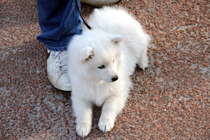 Japansk spids Balou - DK04506/2011 - Kom nu herover mor, så jeg kan komme hjem!! billede 10