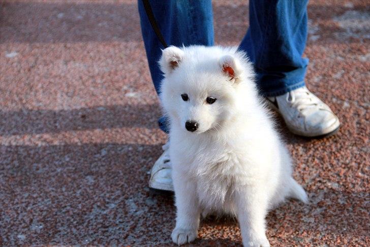 Japansk spids Balou - DK04506/2011 billede 11