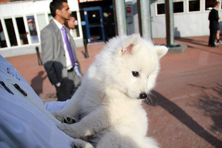 Japansk spids Balou - DK04506/2011 billede 12