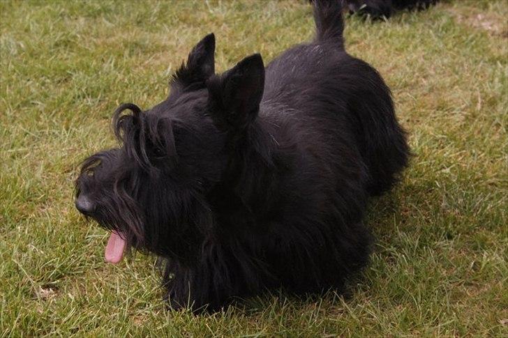 Skotsk terrier Nova (Himmelhund) - Nova på kennelen den dag vi hentede hende billede 3