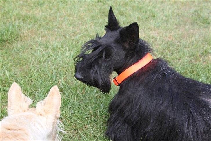 Skotsk terrier Nova (Himmelhund) - stadig på kennelen, men nu med halsbånd billede 4