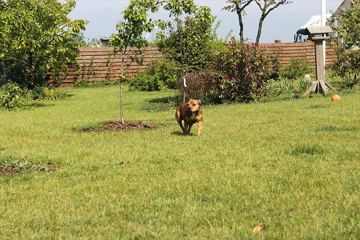 Staffordshire bull terrier Tovdal Quality Queen billede 18