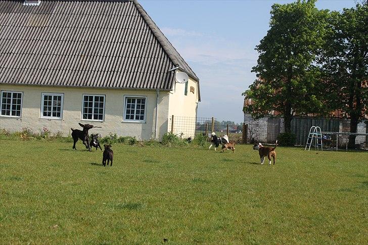 Staffordshire bull terrier Tovdal Quality Queen billede 19