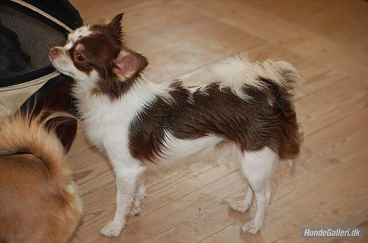 Chihuahua Cindy Sahara - Smukke Cindy som er lidt våd i pelsen billede 20