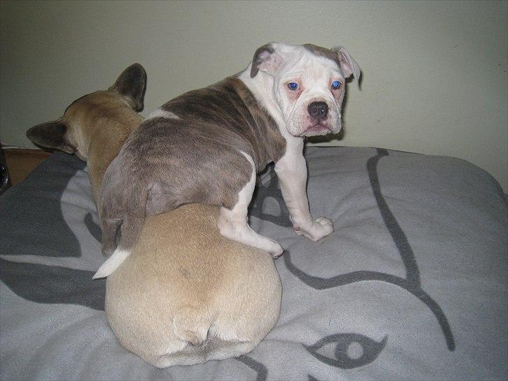 Olde english bulldogge Bullforce Little Bluebell billede 6