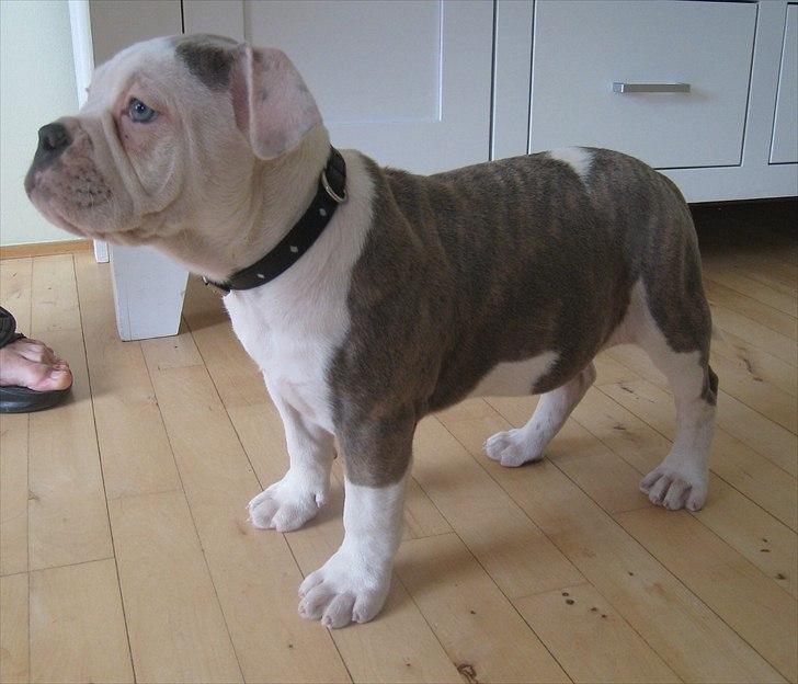 Olde english bulldogge Bullforce Little Bluebell billede 7