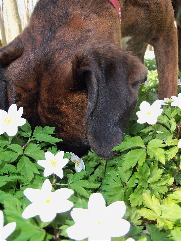 Boxer Berta billede 3