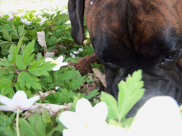 Boxer Berta billede 4