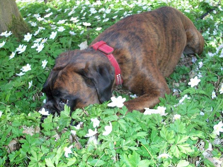 Boxer Berta billede 2