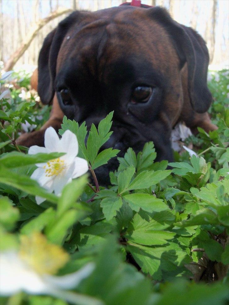 Boxer Berta billede 1