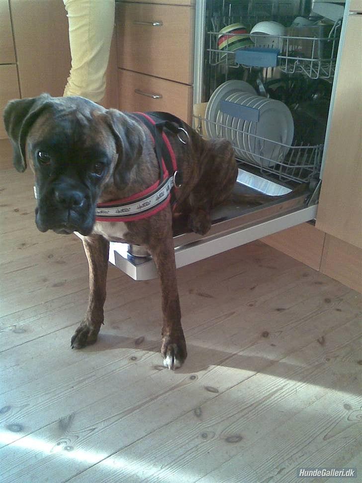 Boxer Berta billede 7