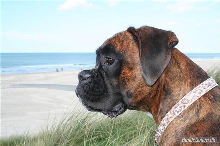 Boxer Berta billede 5