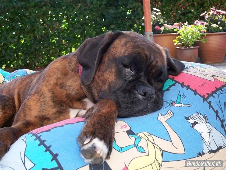 Boxer Berta billede 6