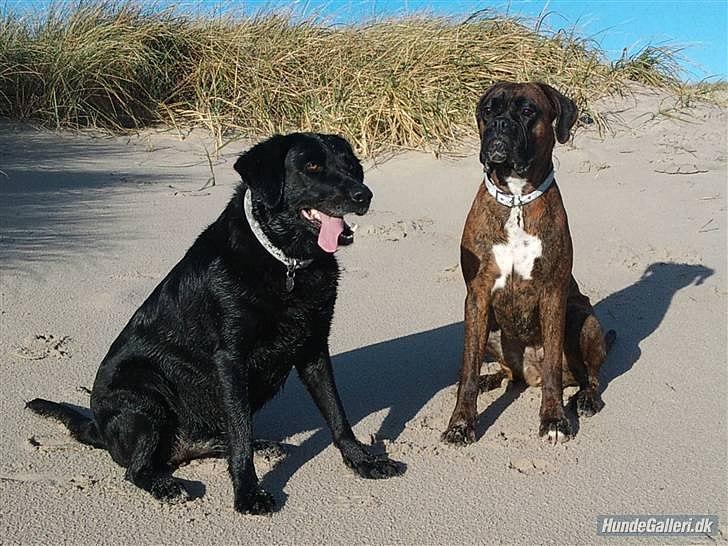 Boxer Berta billede 19