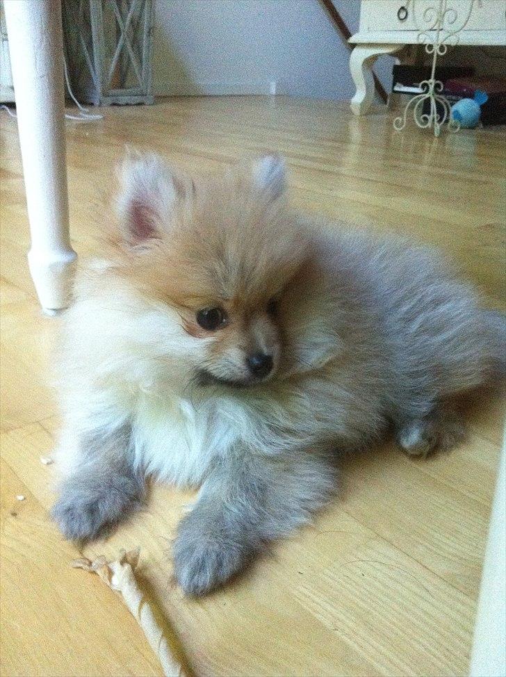 Pomeranian Pinkie - Uhh der kom en sjov lyd :o) billede 5