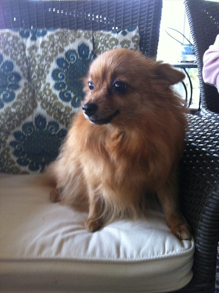 Pomeranian Pinkie - Det er min smukke mor Bonnie billede 15