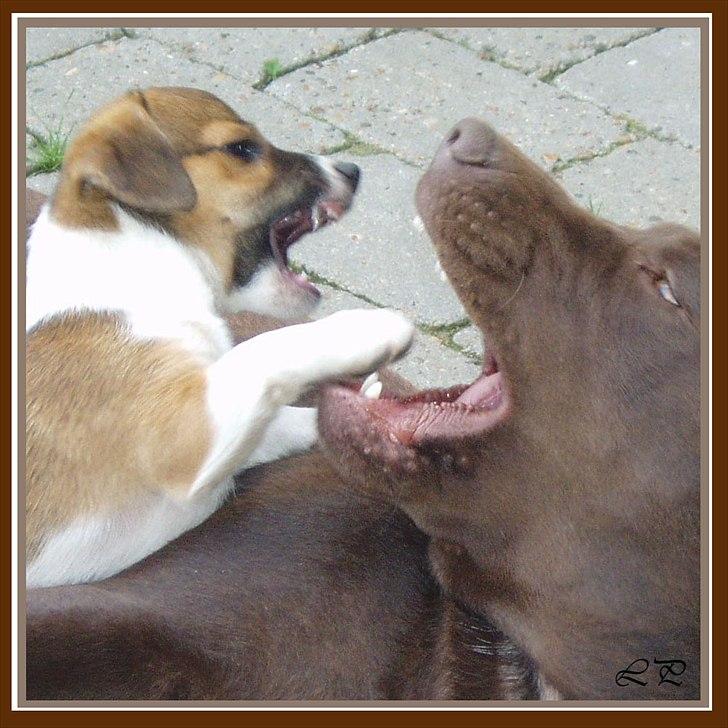 Jack russell terrier Amy - Dengang man var hvalp - her i færd med at bekæmpe labradoren Frida. billede 15