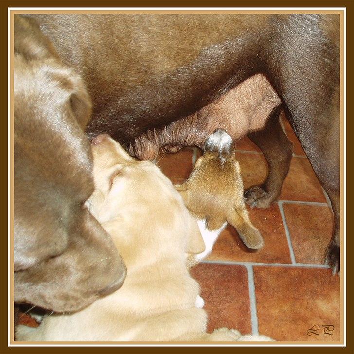 Jack russell terrier Amy - Snyder sig lige til en tår mælk hos Frida... hi hi billede 16