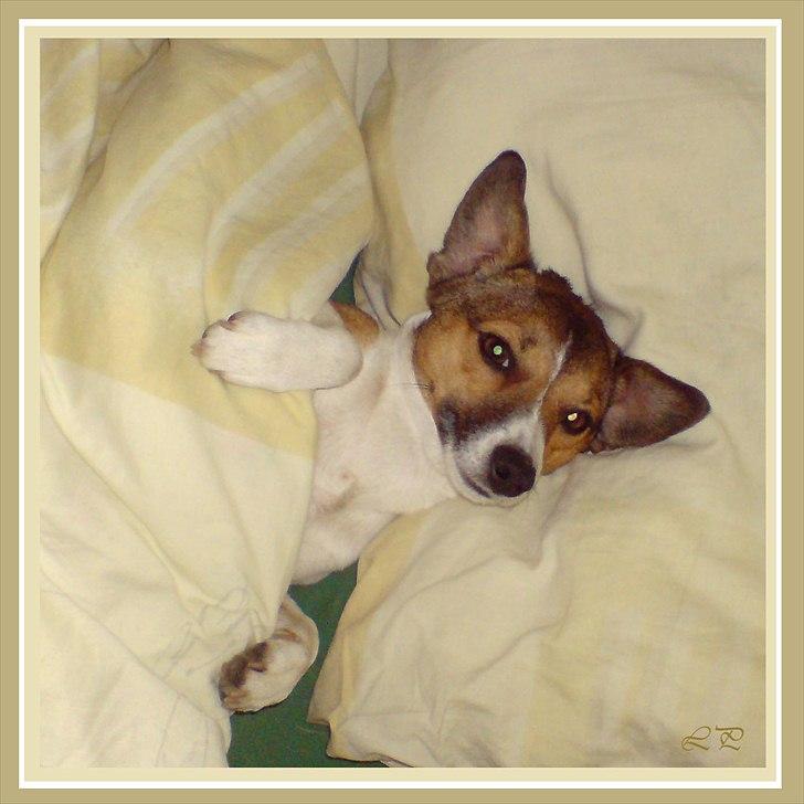 Jack russell terrier Amy - Godnat :o) billede 17