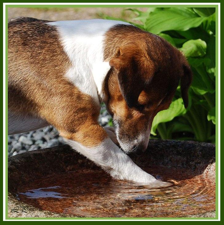 Jack russell terrier Amy - Leger med fuglebadet. billede 19