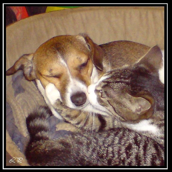 Jack russell terrier Amy - True love fra Patty ... hm ... billede 18