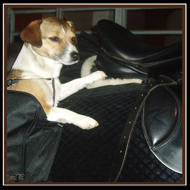 Jack russell terrier Amy - Muzzi til hest. billede 20