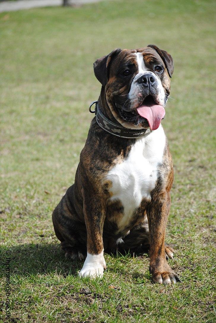 Olde english bulldogge Østergaards Louise billede 2