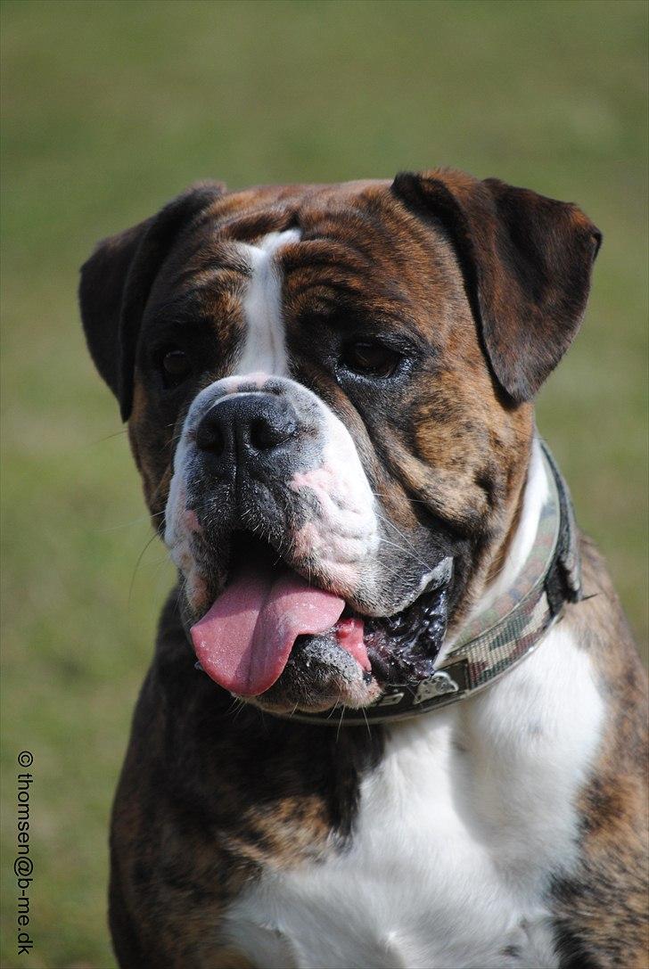 Olde english bulldogge Østergaards Louise billede 3