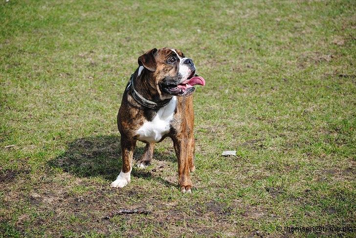 Olde english bulldogge Østergaards Louise billede 4