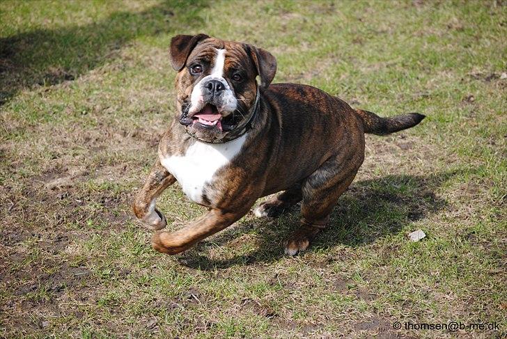 Olde english bulldogge Østergaards Louise billede 5