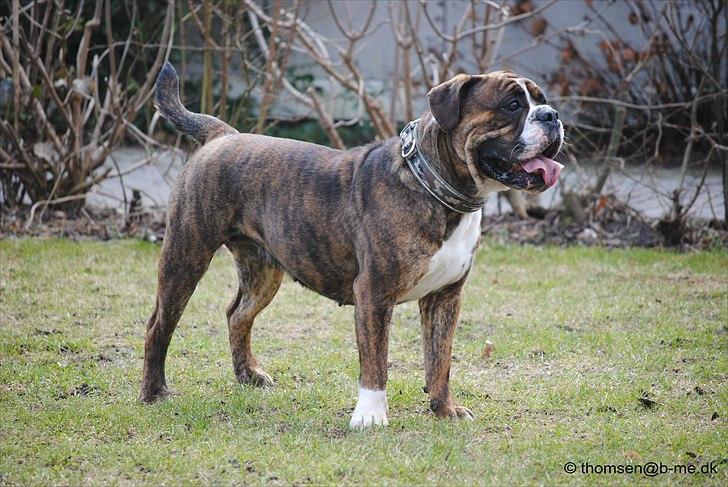 Olde english bulldogge Østergaards Louise billede 6