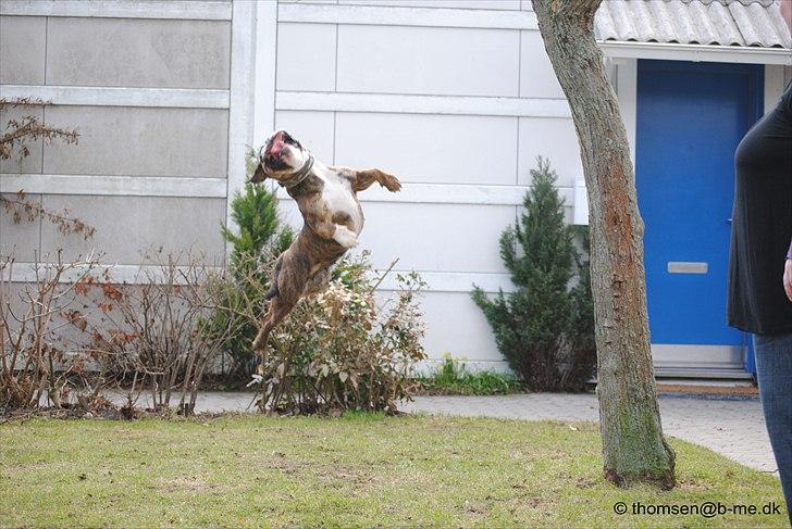 Olde english bulldogge Østergaards Louise billede 7